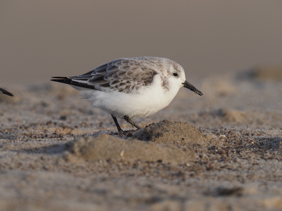 Sanderling - Michael Lemcke