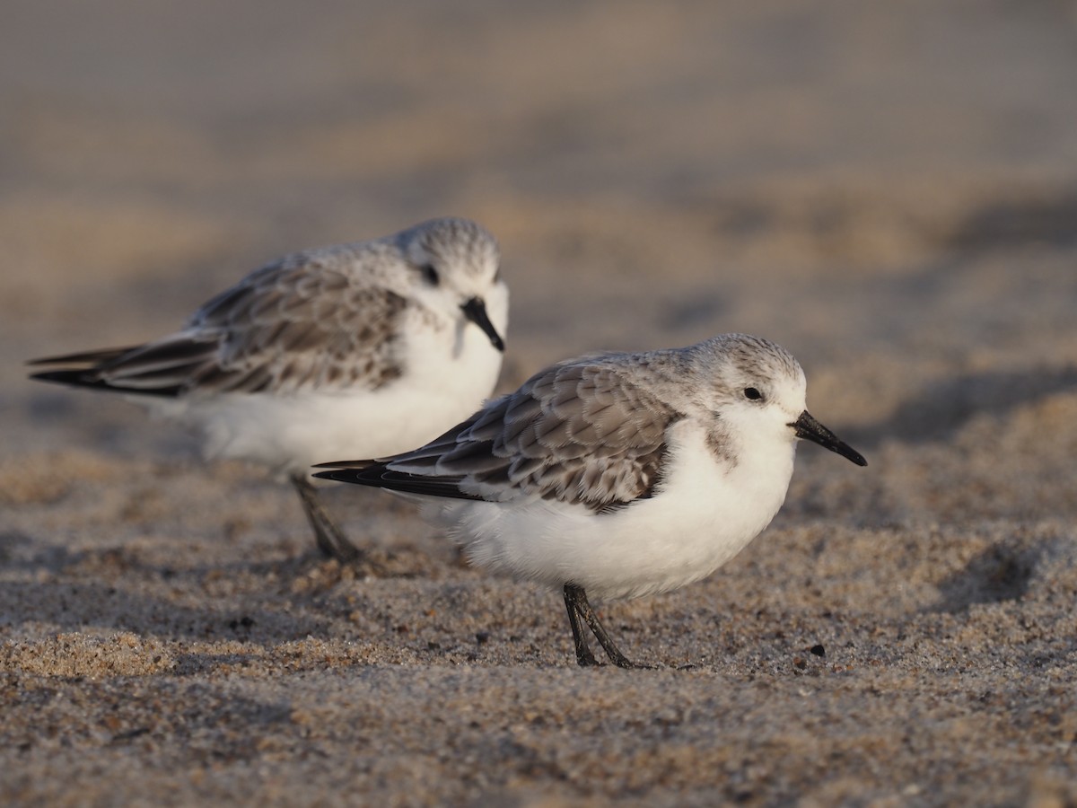 Sanderling - Michael Lemcke