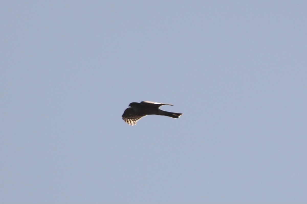 Sharp-shinned Hawk - ML432625041