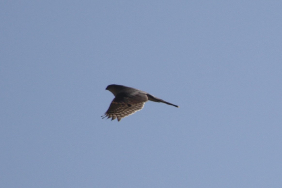 Sharp-shinned Hawk - ML432625051