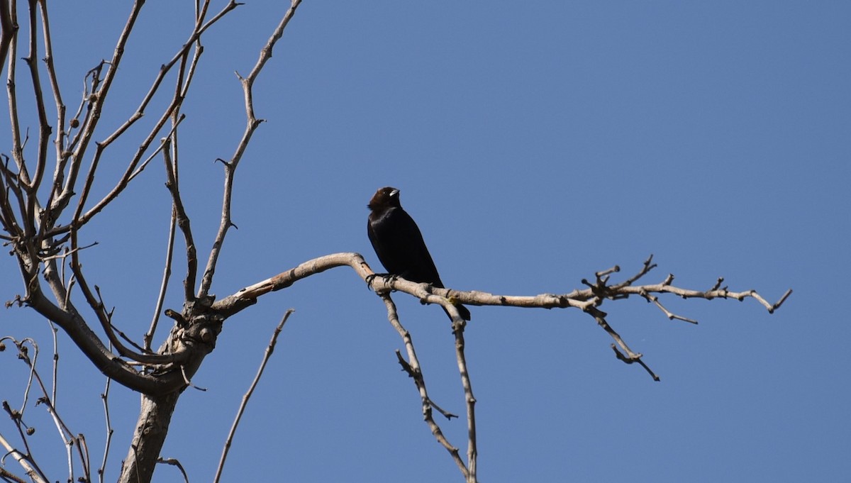 Brown-headed Cowbird - ML432625201