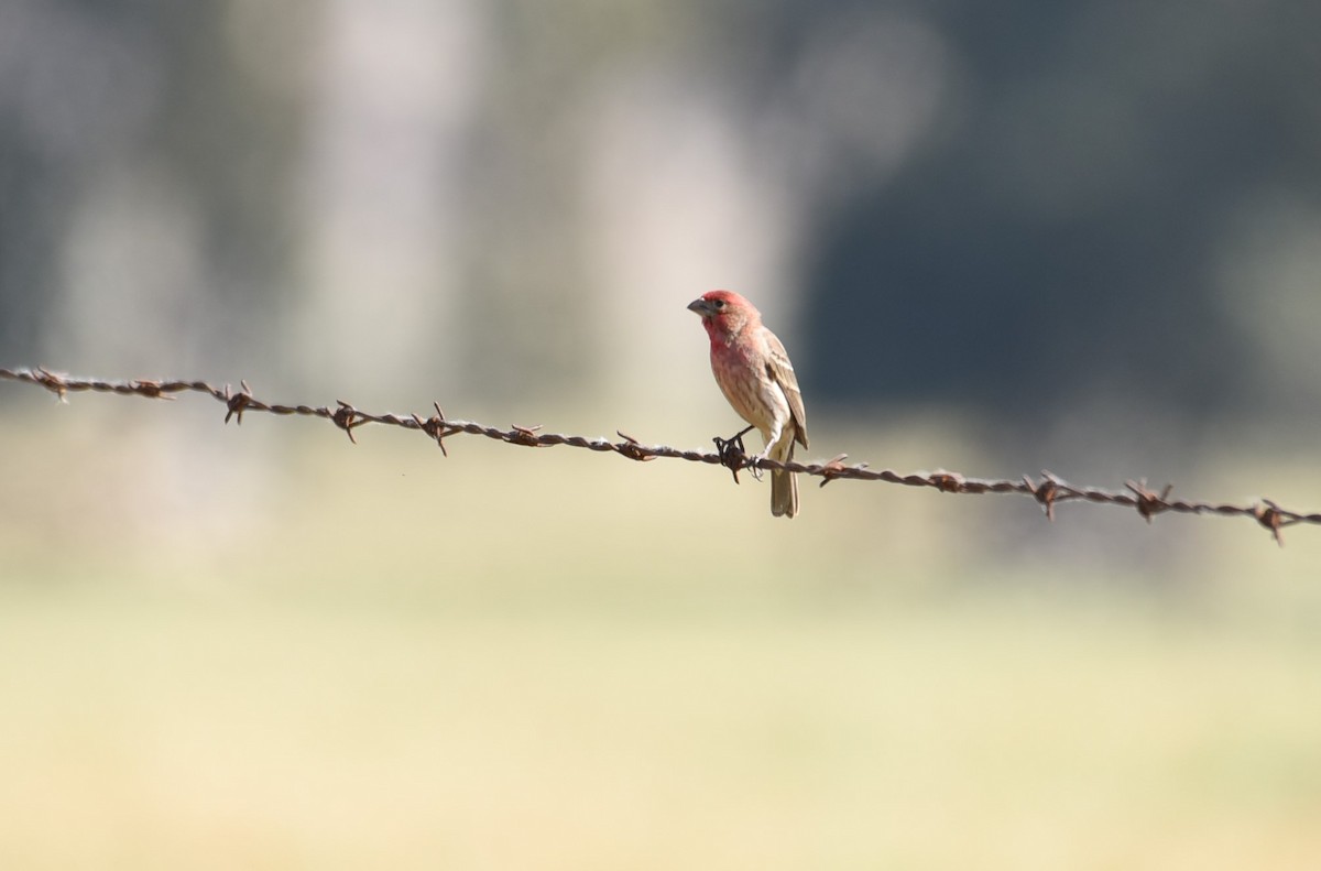 House Finch - ML432626151