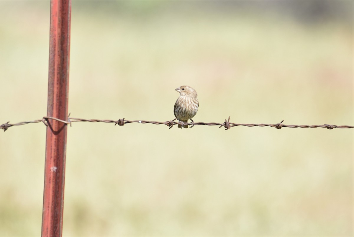 House Finch - ML432626161