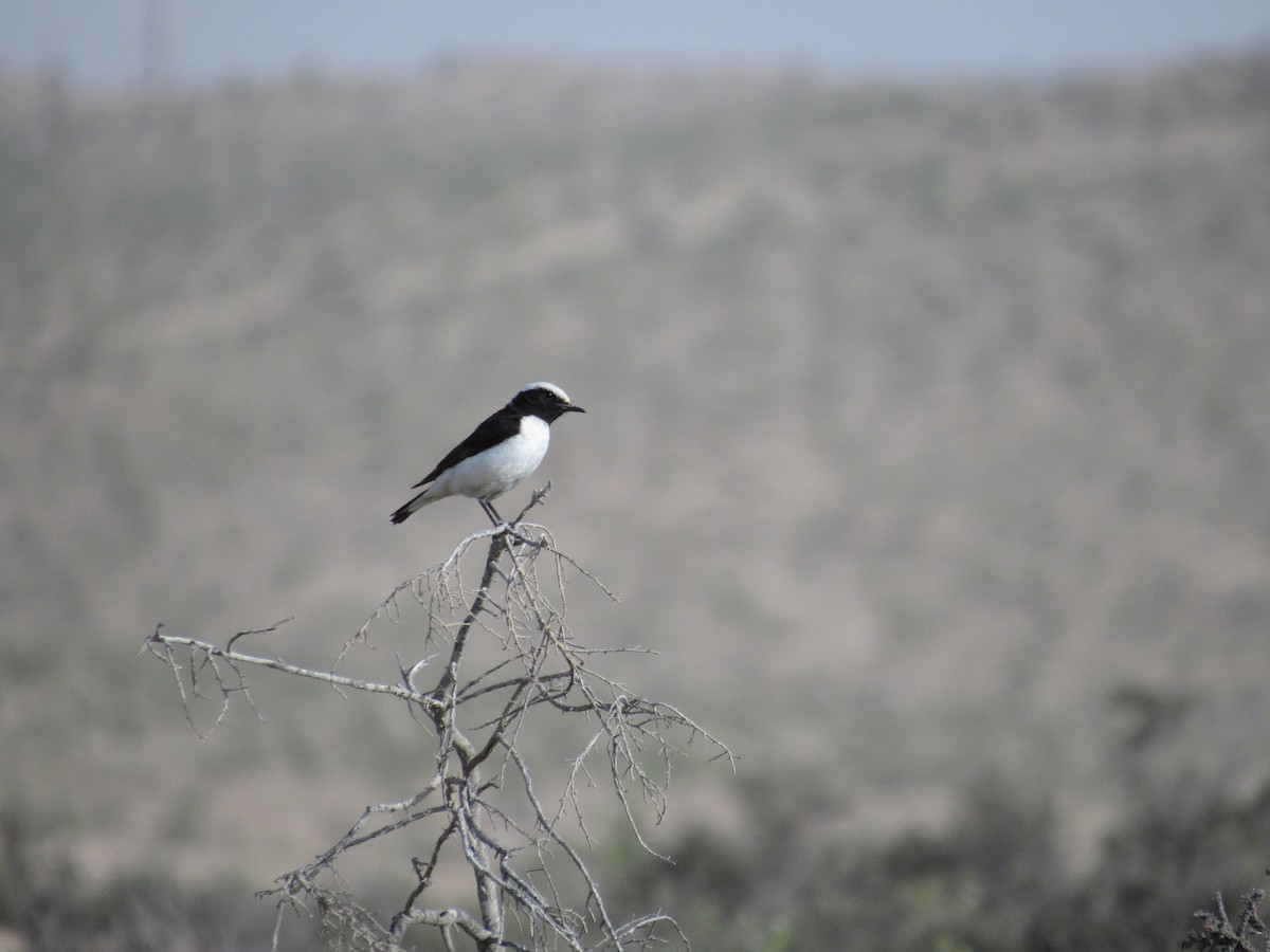 Mourning Wheatear - ML432626571