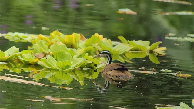 Sungrebe - ML432626881