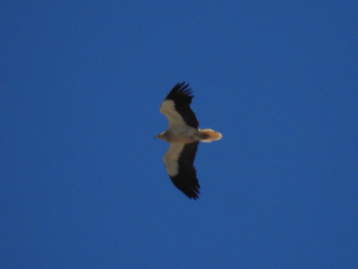 Egyptian Vulture - ML432627061