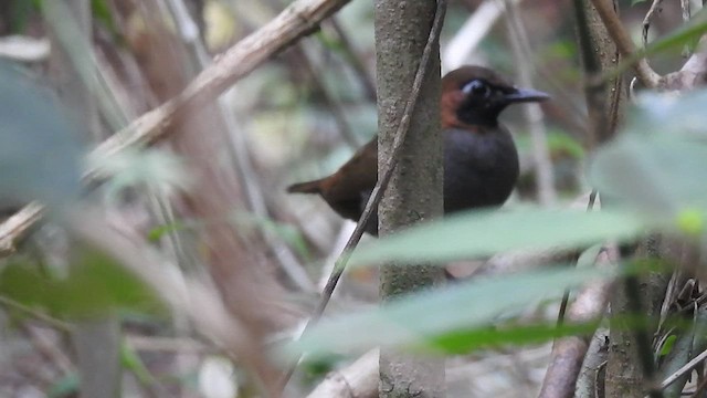 Mayan Antthrush - ML432627131