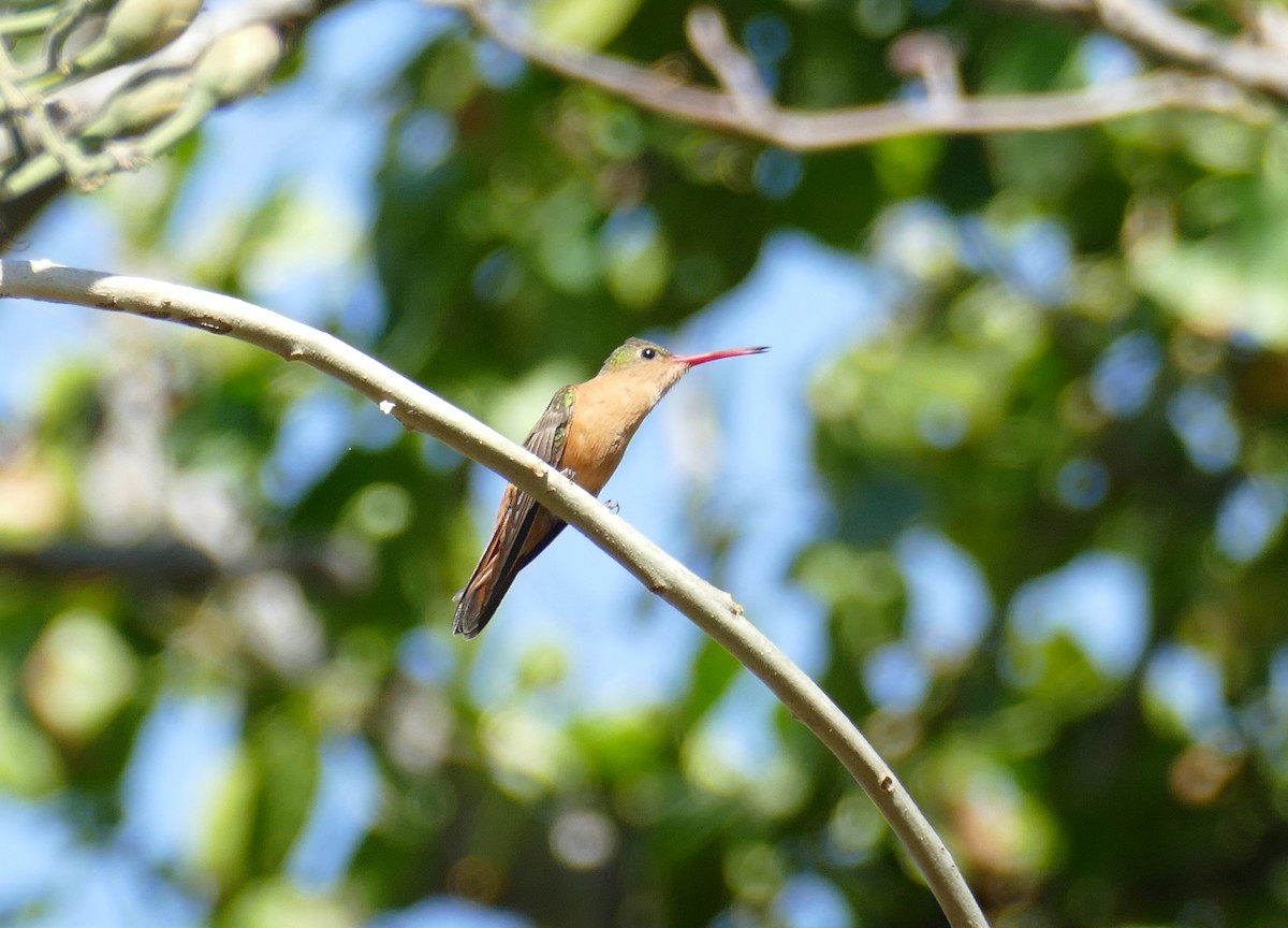 kolibřík ryšavý - ML432627641