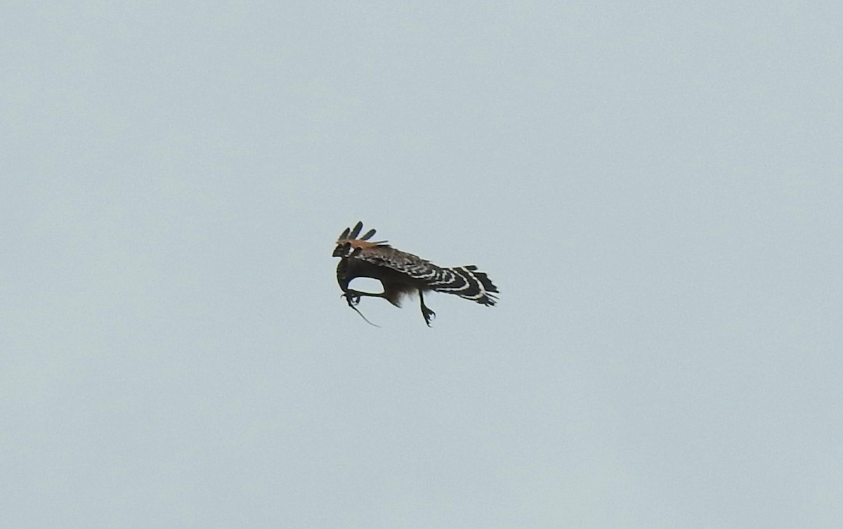 Red-shouldered Hawk - alice horst