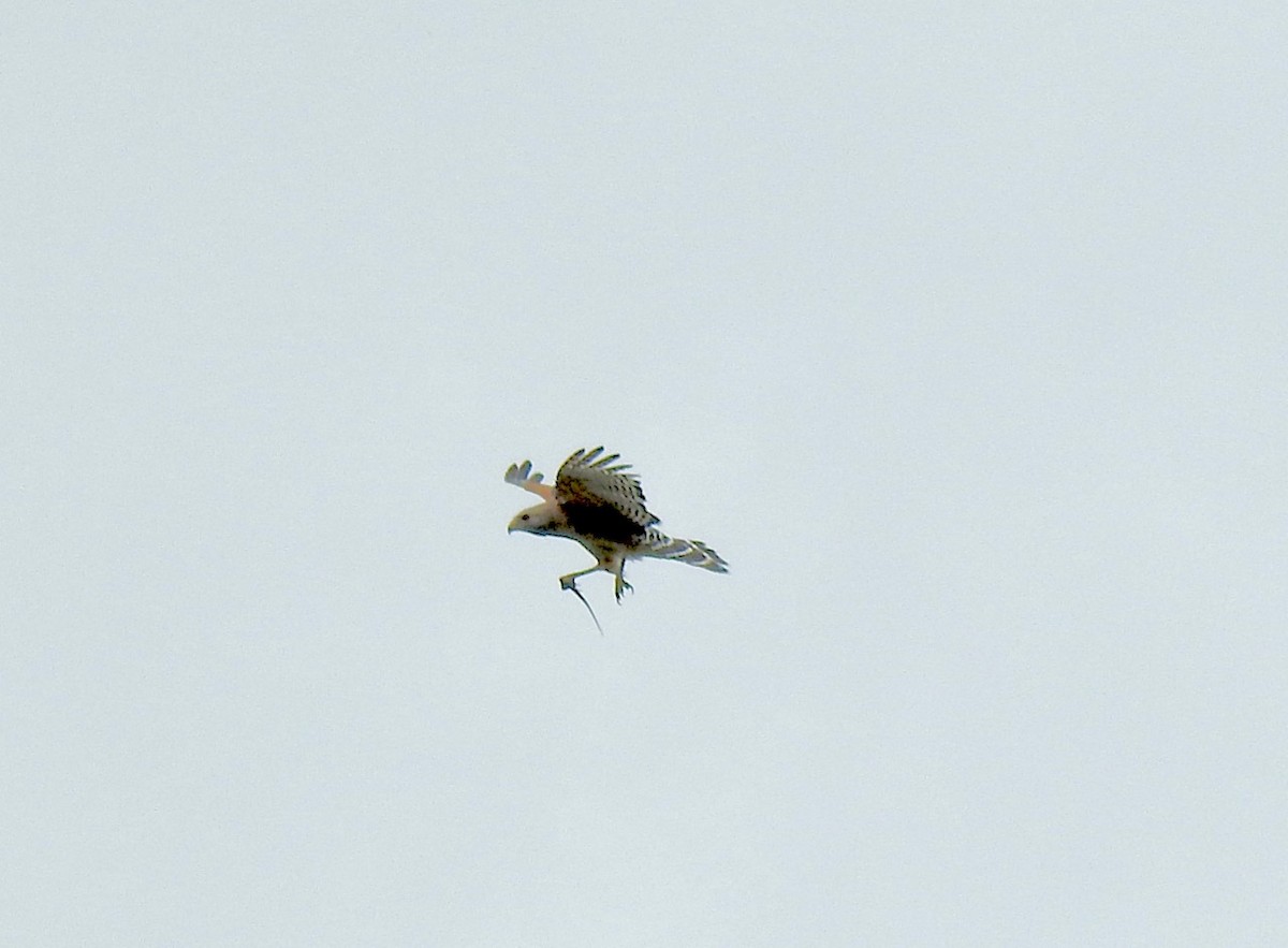 Red-shouldered Hawk - ML432627941