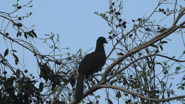 Plain Chachalaca - ML432628161