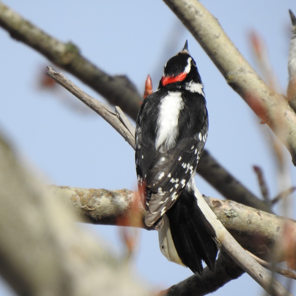 Downy Woodpecker - ML432628851