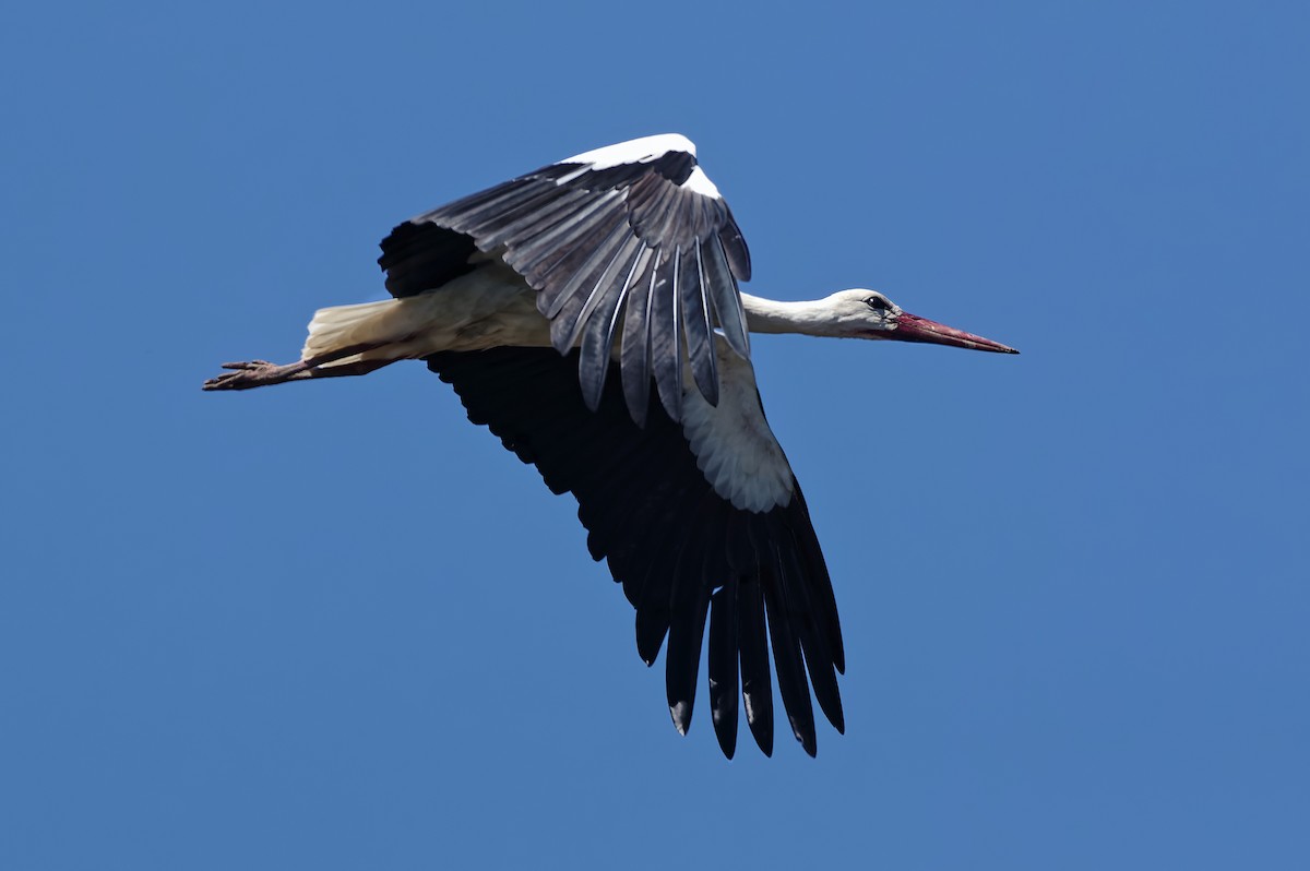 White Stork - özerk sonat pamir