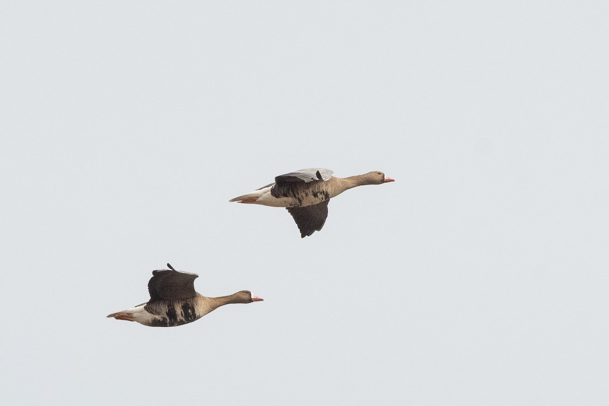 Greater White-fronted Goose - ML432631971