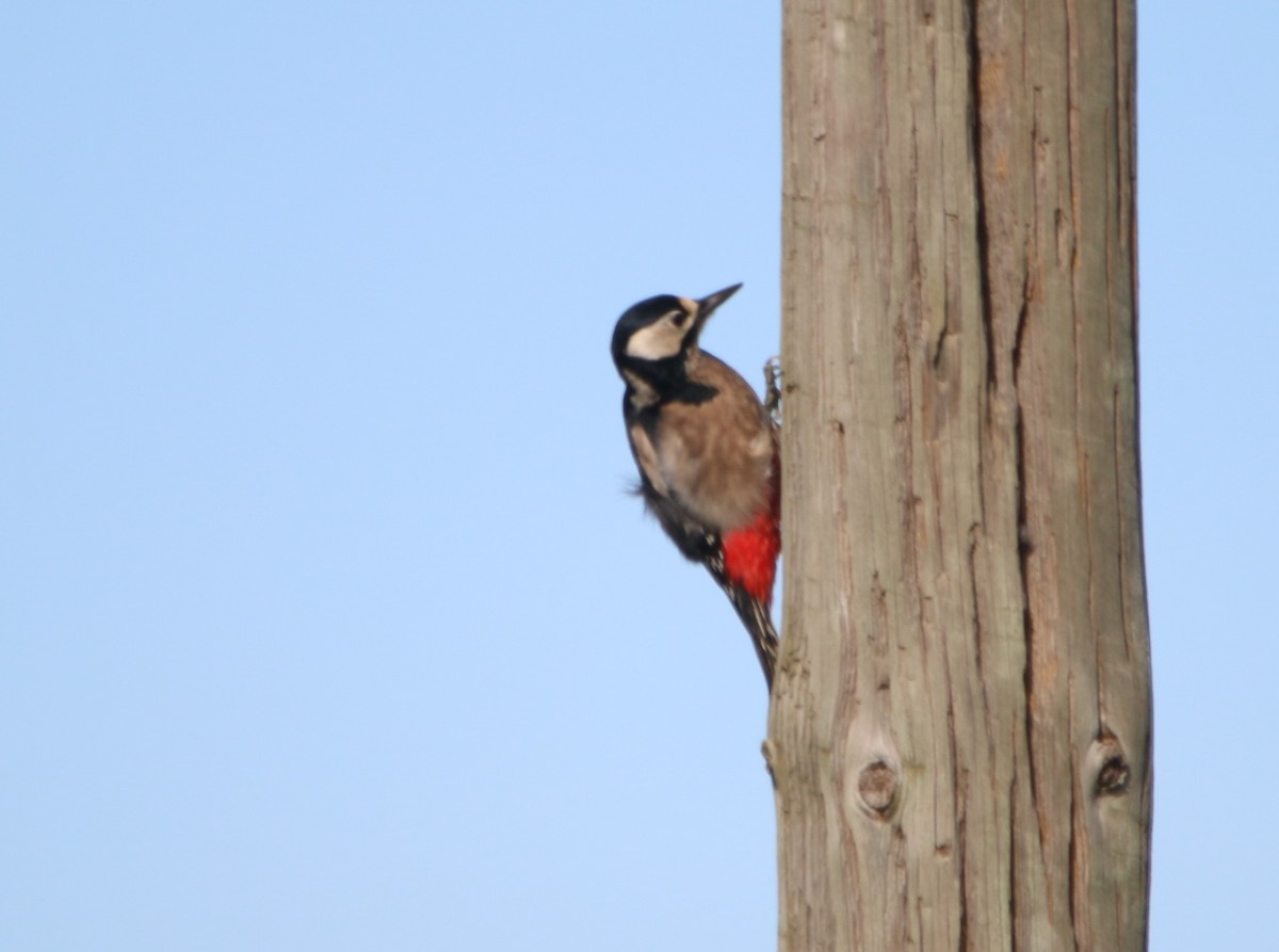 Great Spotted Woodpecker - ML43263231
