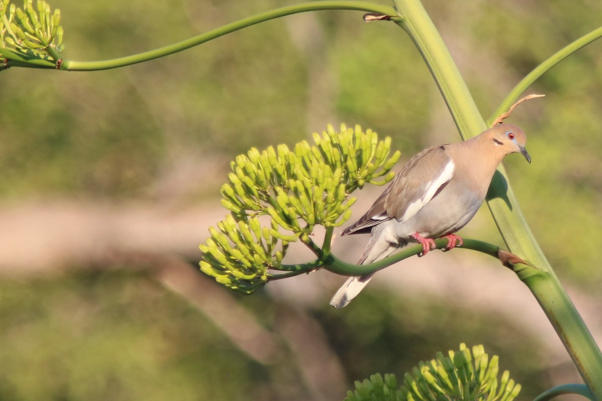 White-winged Dove - Neil E. Taylor