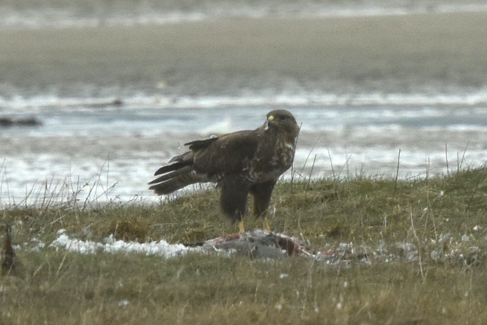 káně lesní - ML432634271