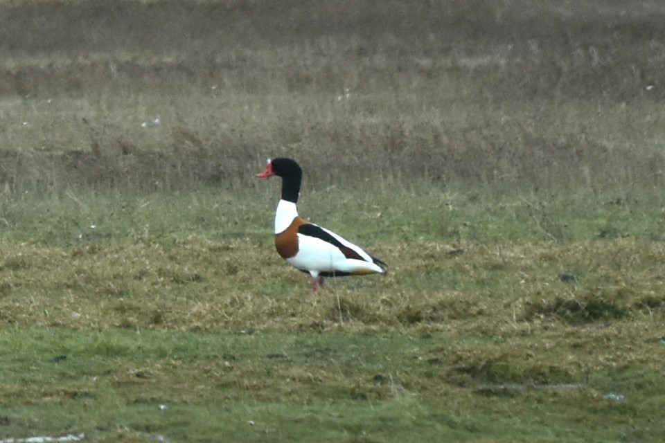 Common Shelduck - ML432634351