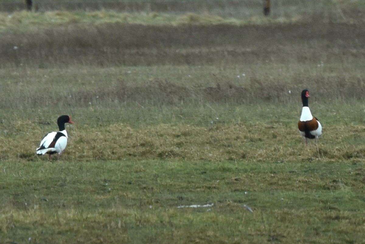 Common Shelduck - ML432634371