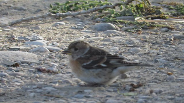 Brambling - ML432636431