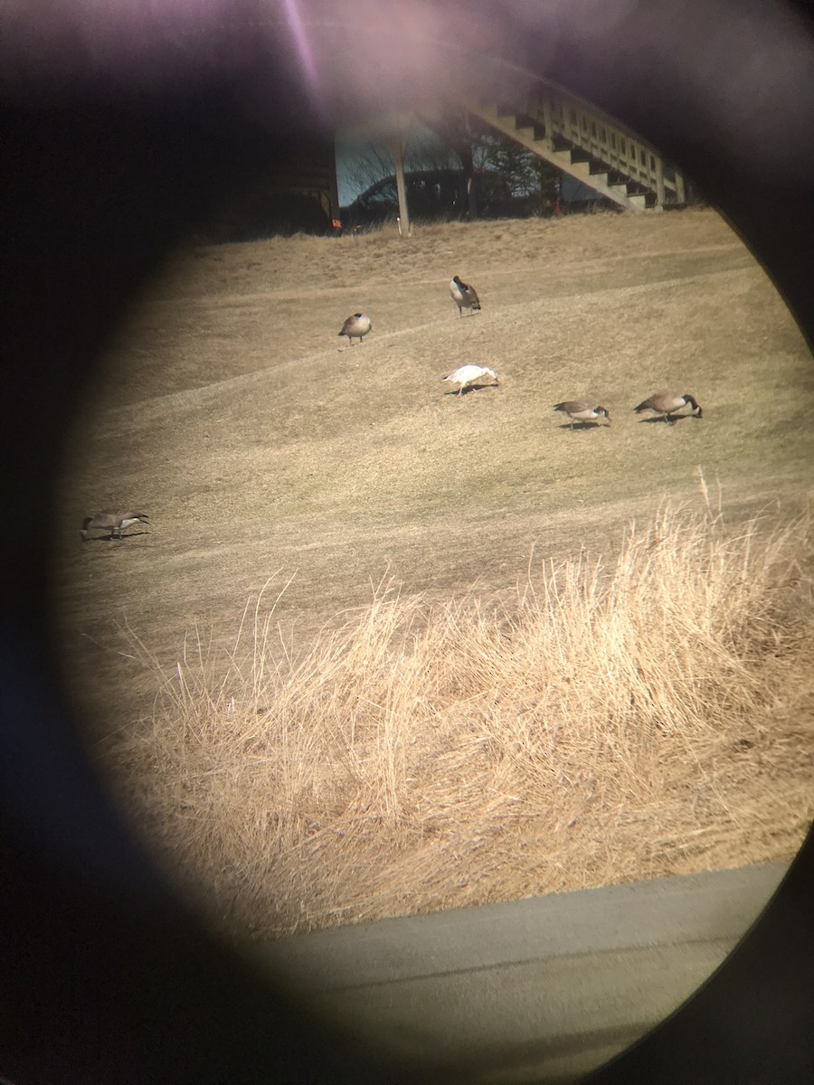 Snow Goose - ML432639781