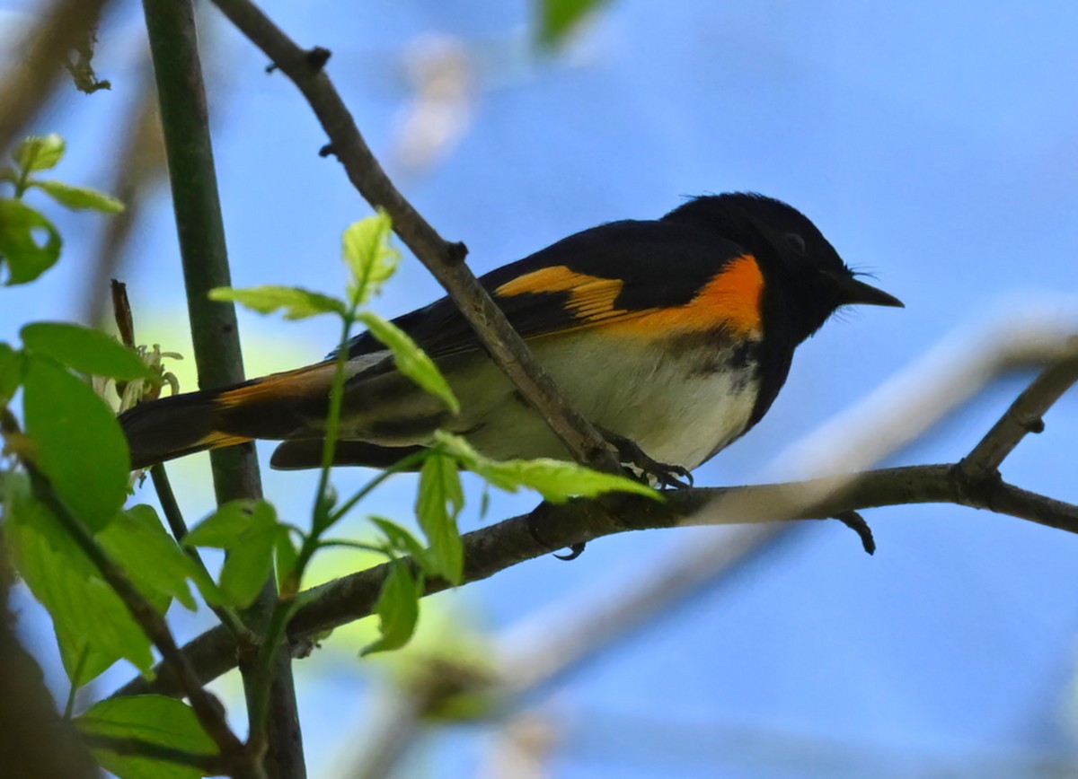 American Redstart - ML432641741