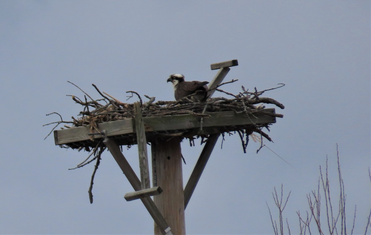 Osprey - Mary Guell