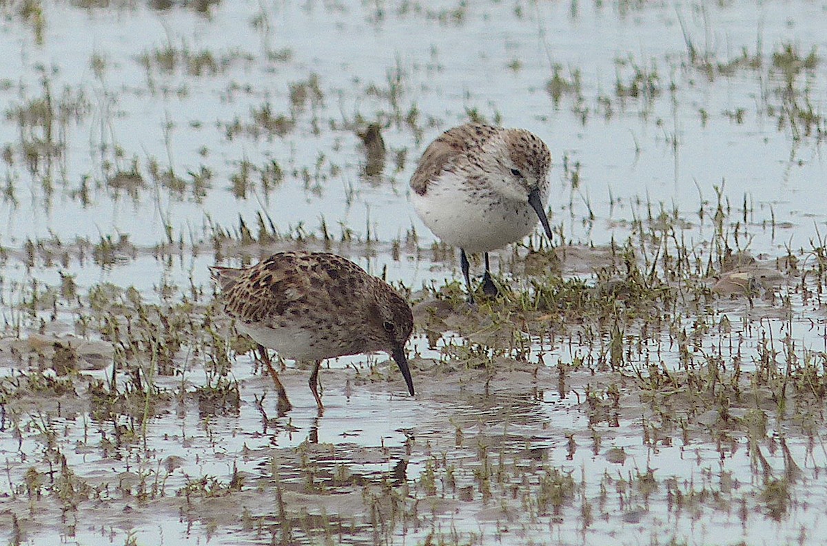 Western Sandpiper - ML432642151