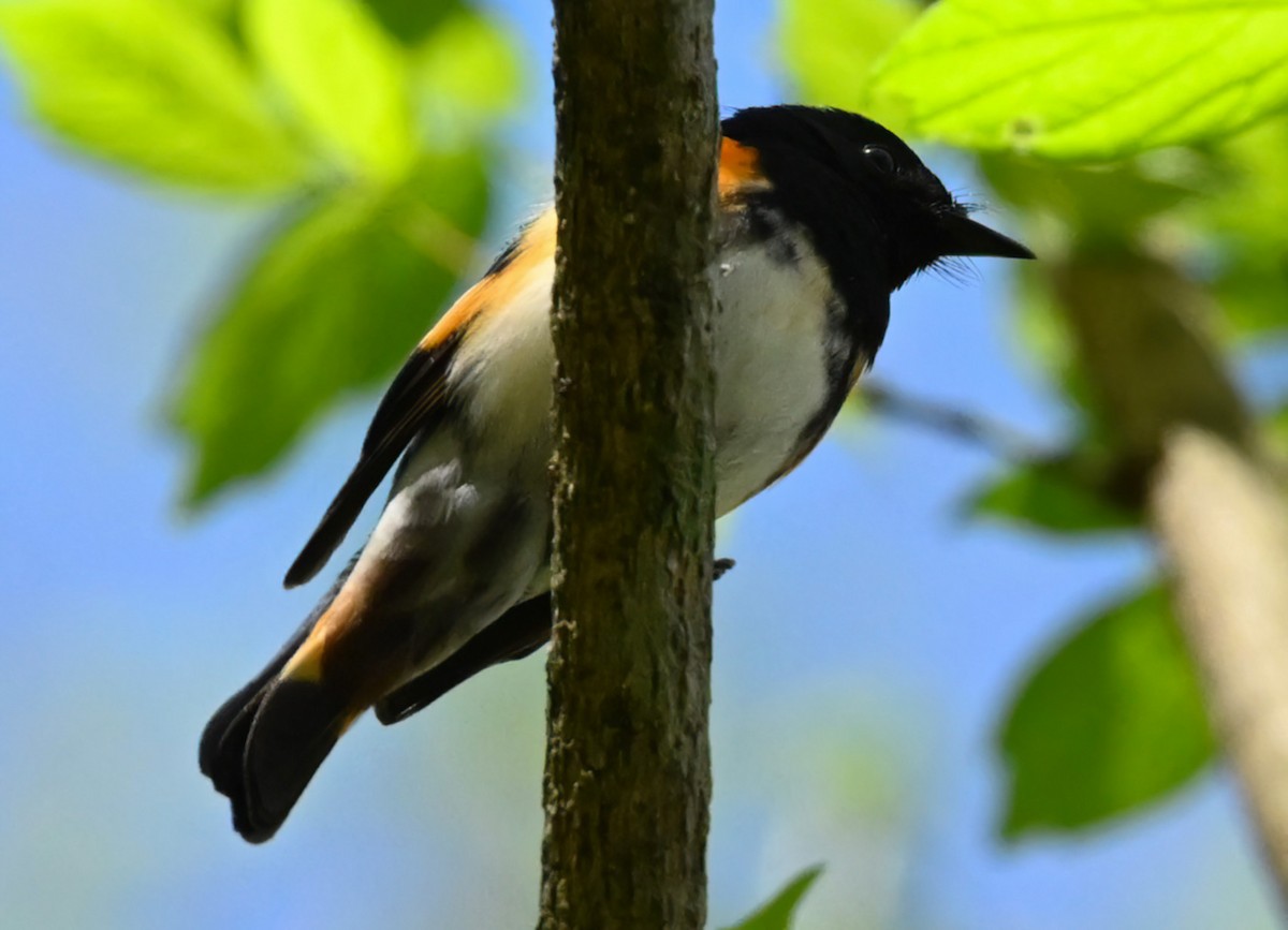 American Redstart - ML432642241