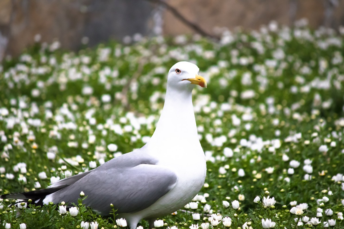 Yellow-legged Gull - ML432642601