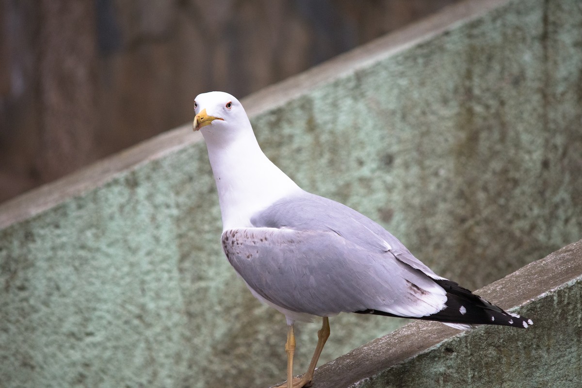 Yellow-legged Gull - ML432642731