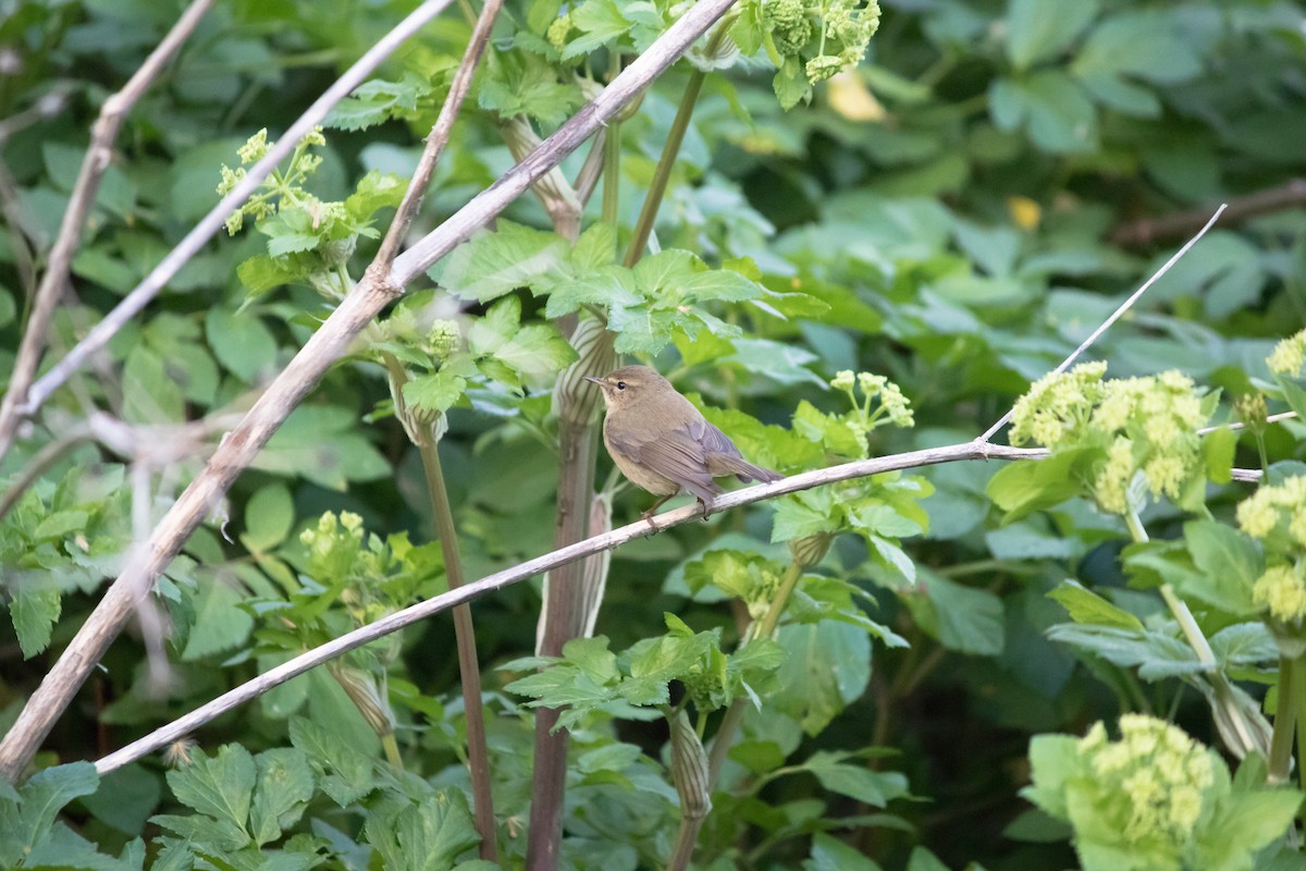 Common Chiffchaff - ML432644201