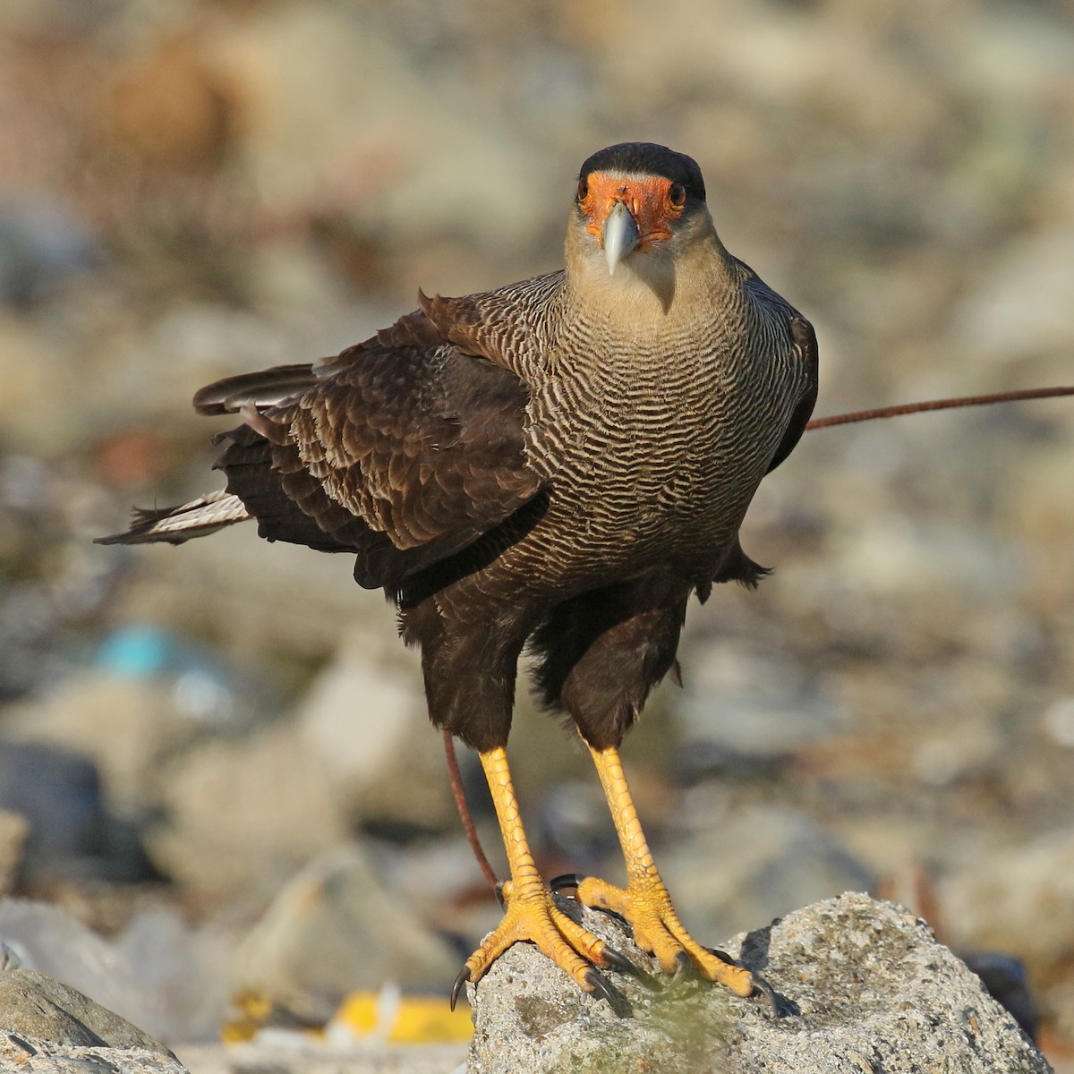 Crested Caracara (Southern) - ML432644221