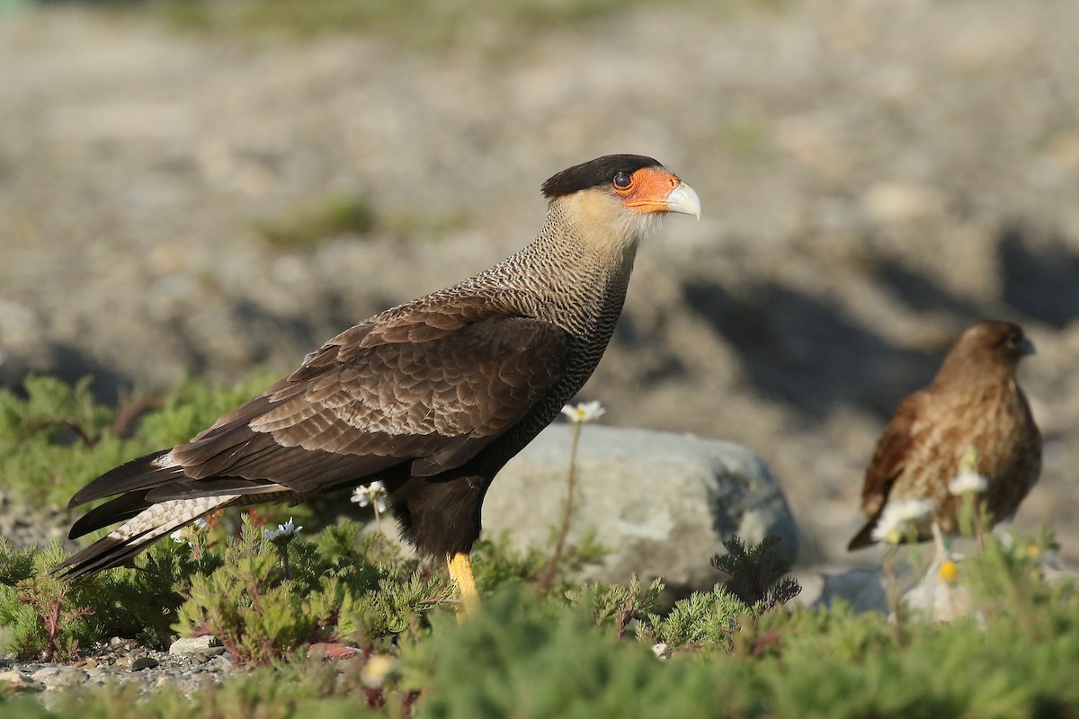 Crested Caracara (Southern) - Jan Andersson