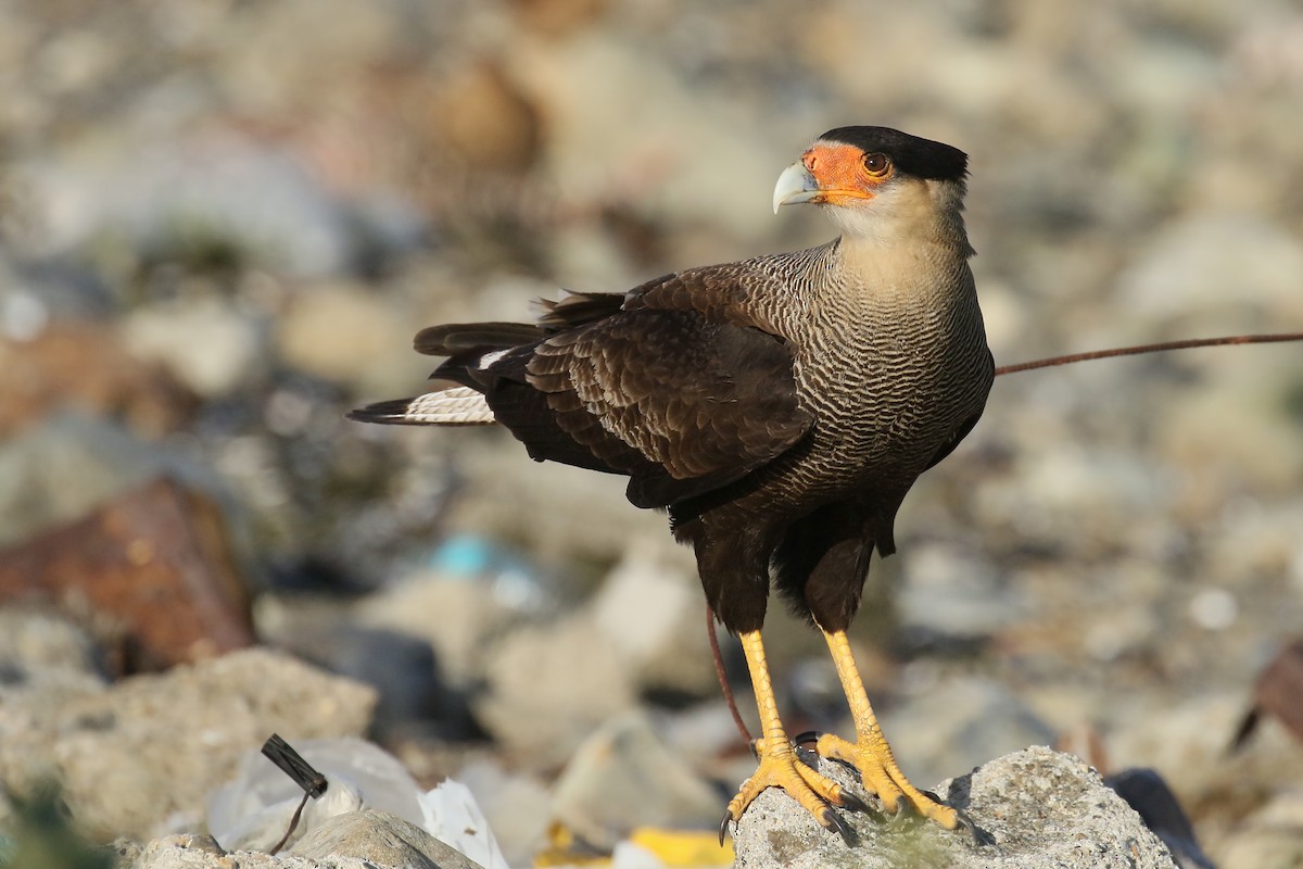 Crested Caracara (Southern) - ML432644261