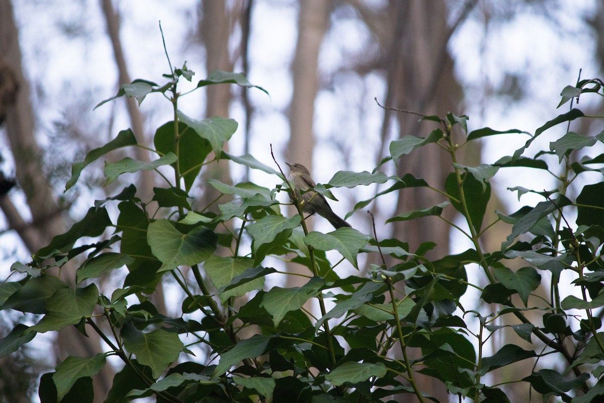 Common Chiffchaff - ML432644271