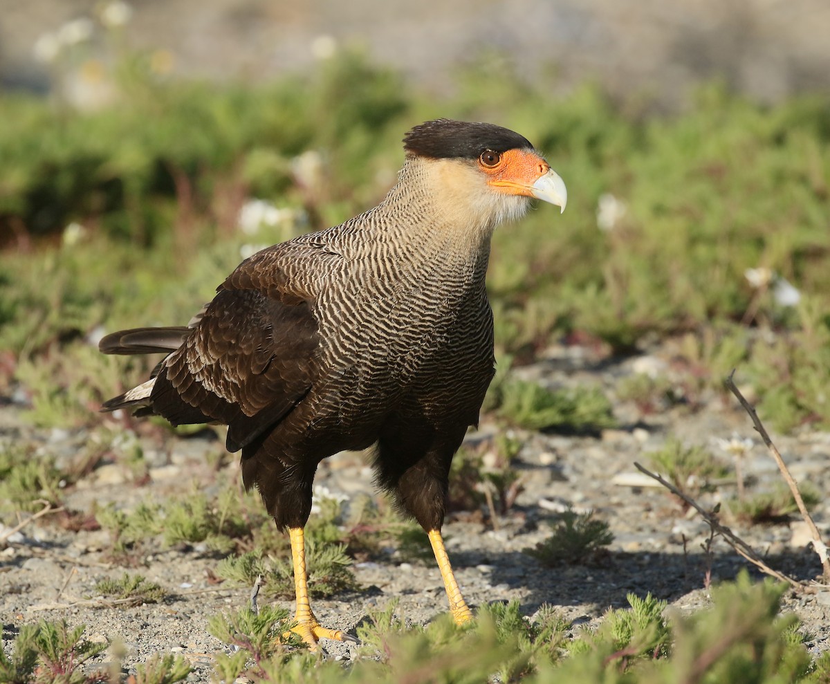 Crested Caracara (Southern) - Jan Andersson