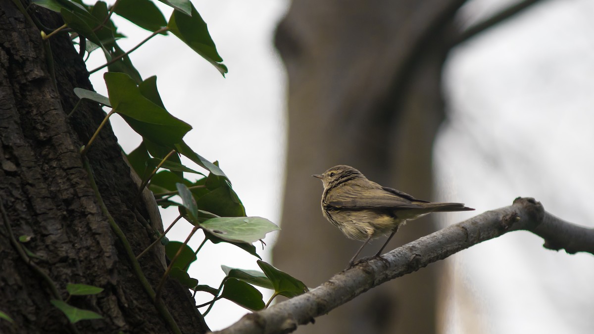 Common Chiffchaff - ML432644311