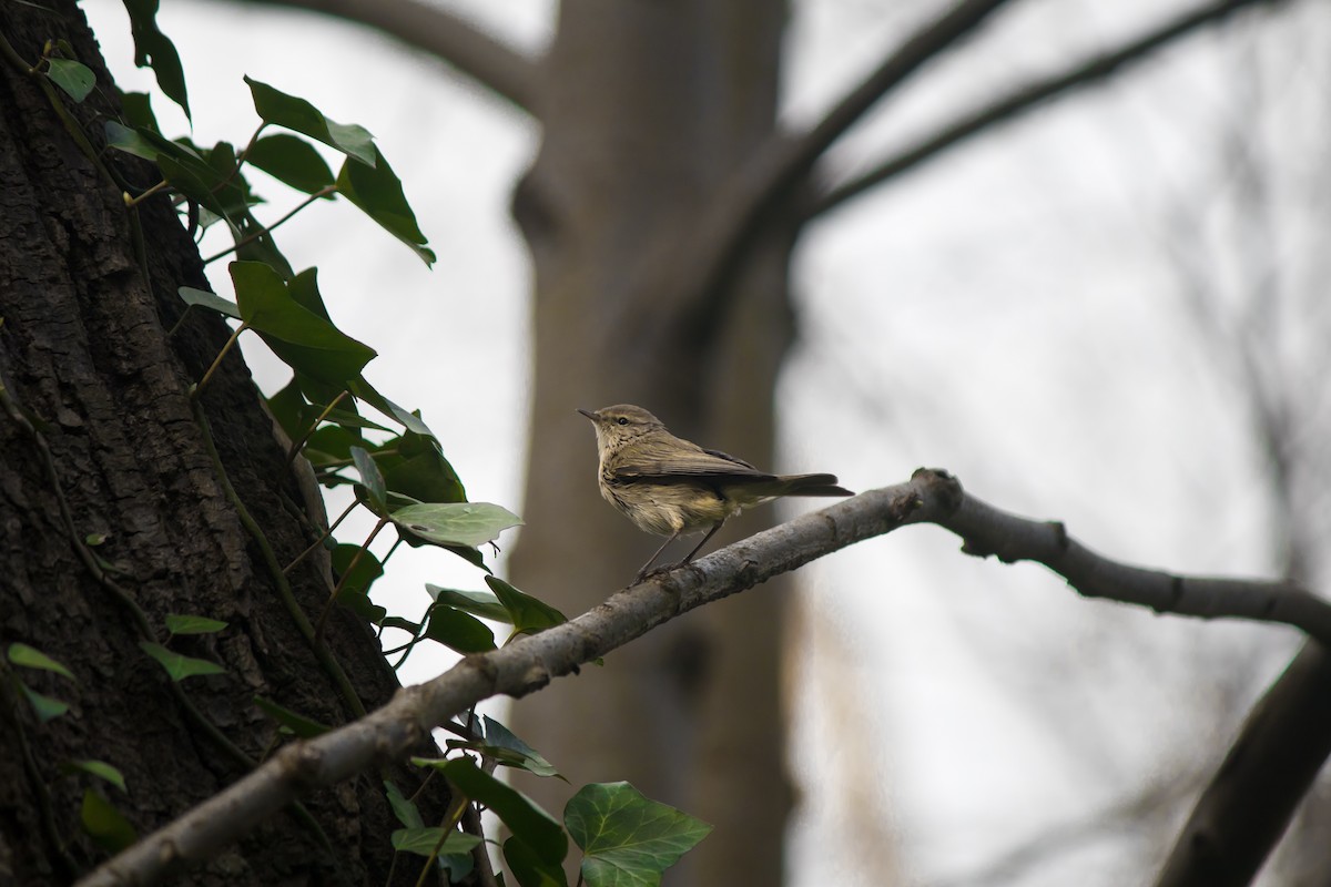 Common Chiffchaff - Burak Akgün