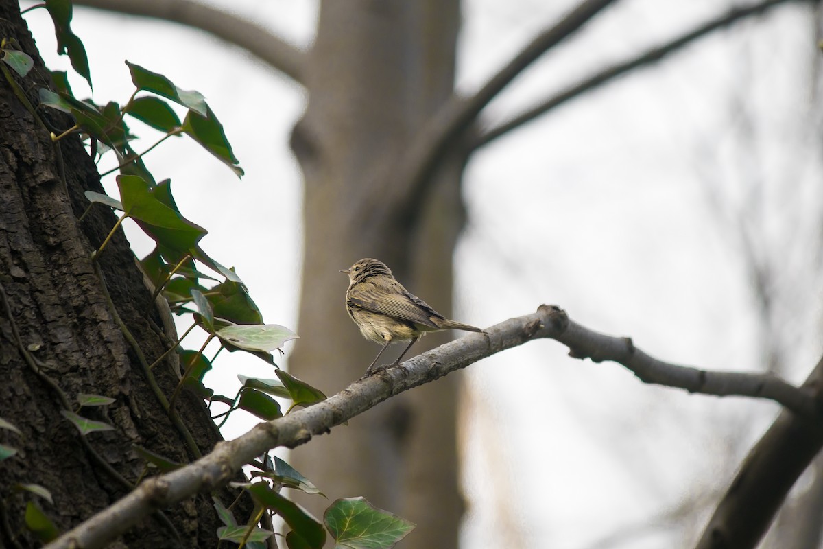 Mosquitero Común - ML432644511