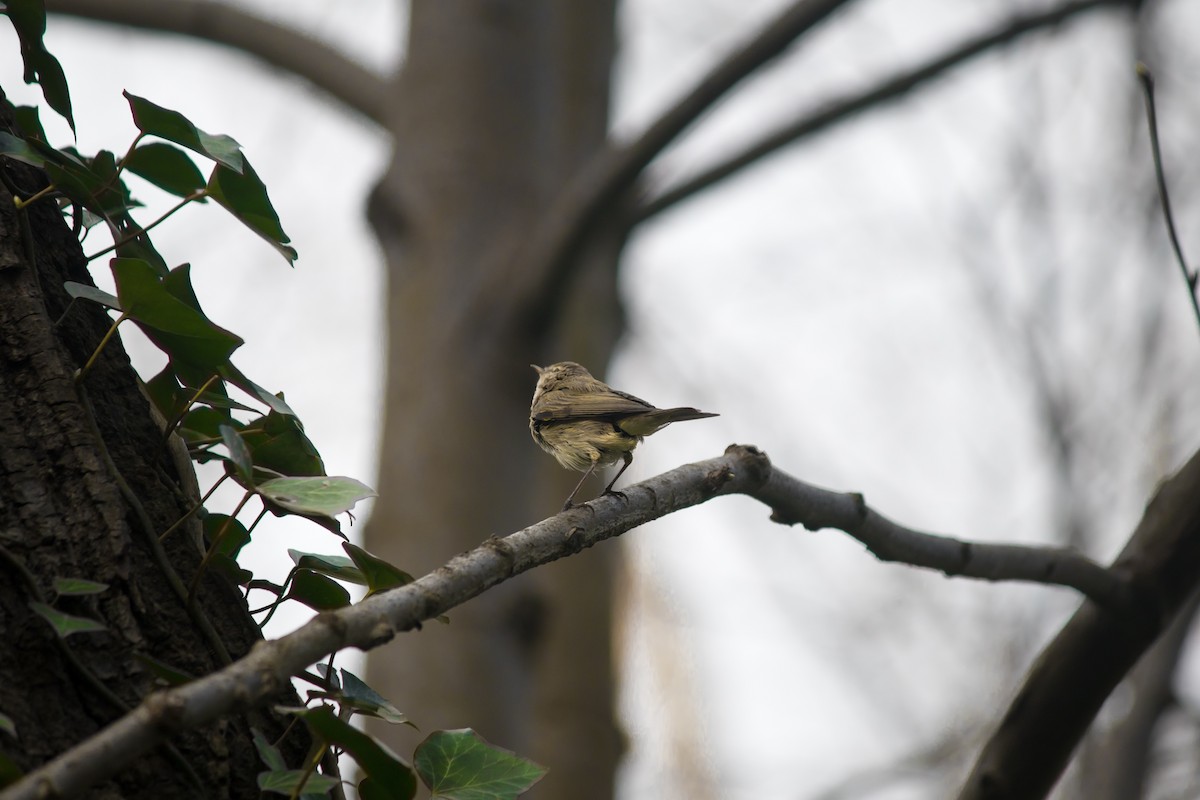 Common Chiffchaff - ML432644671