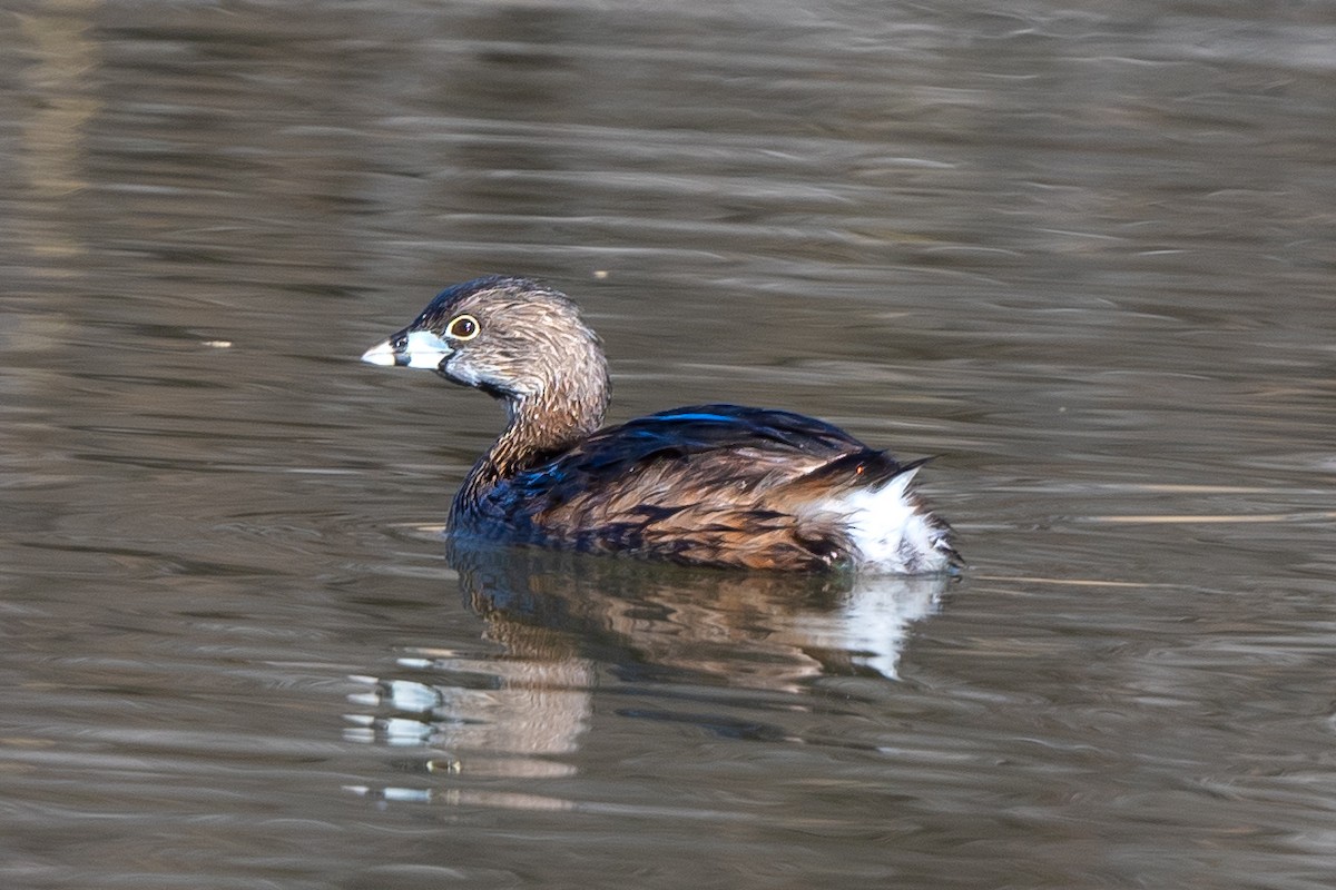Pied-billed Grebe - ML432648151