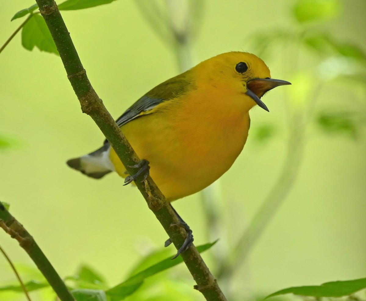 Prothonotary Warbler - ML432648381