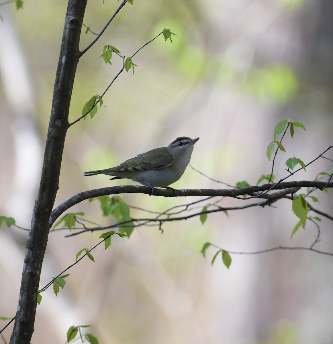 Red-eyed Vireo - Cindy Stacy