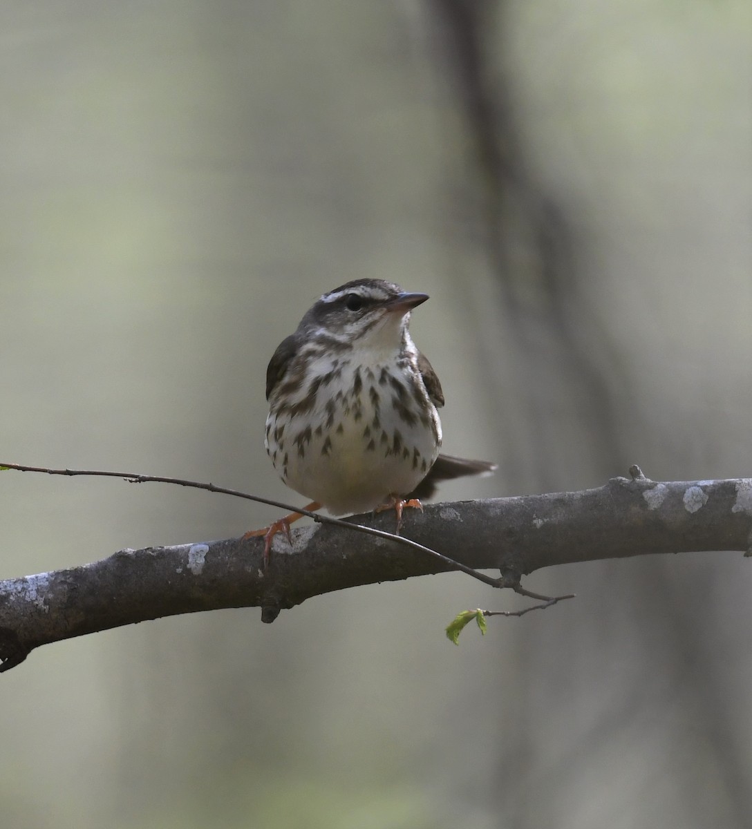 Louisiana Waterthrush - Cindy Stacy