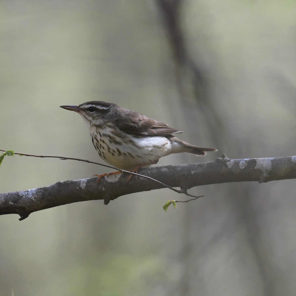 Louisiana Waterthrush - Cindy Stacy