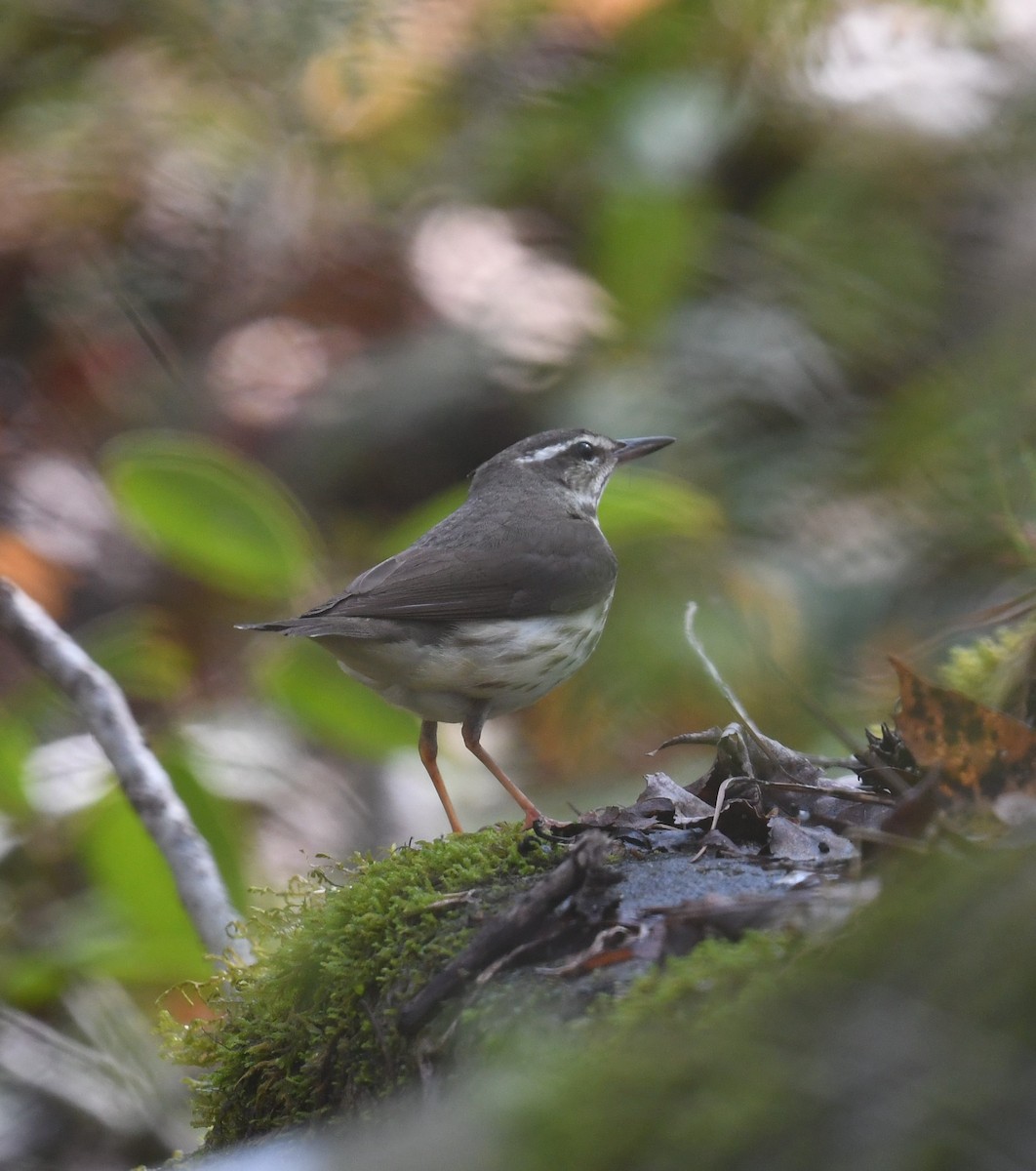 Louisiana Waterthrush - Cindy Stacy