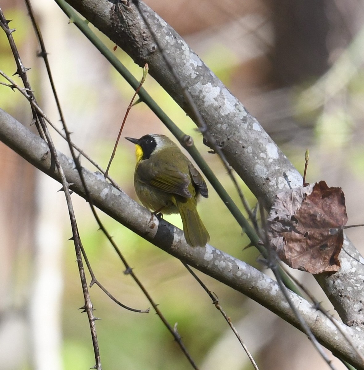 Common Yellowthroat - Cindy Stacy