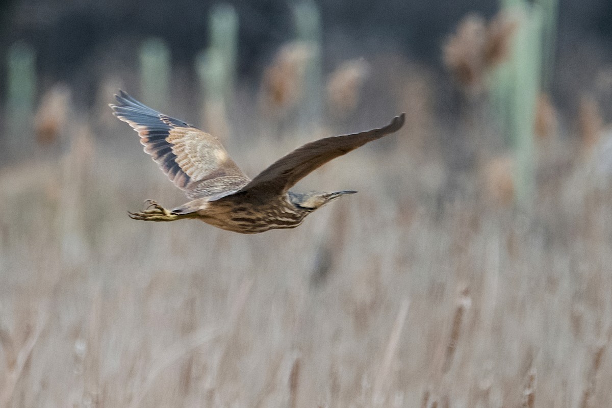 American Bittern - Sue Barth