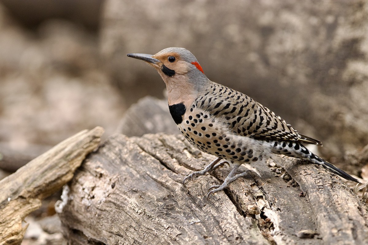 Northern Flicker (Yellow-shafted) - Dimitris Salas